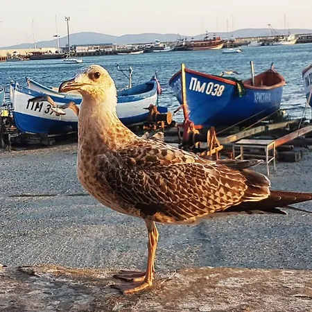 Blue Bay Sea View * Πομόριε