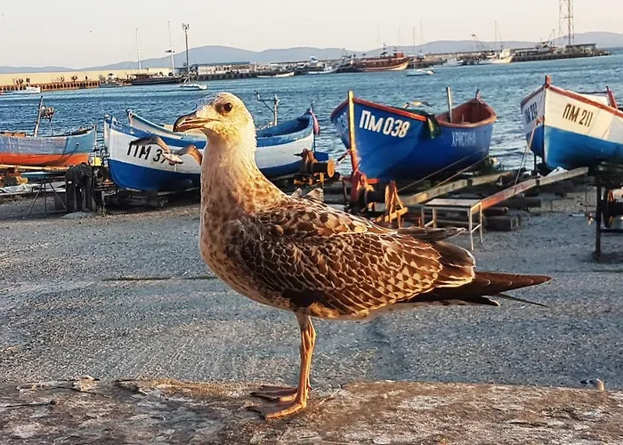 Blue Bay Sea View * 帕莫瑞